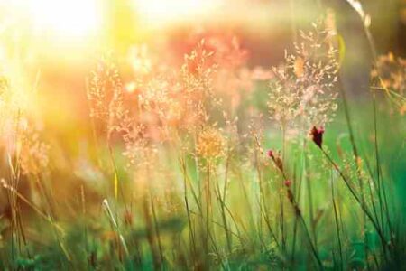 A Permanent Natural Remedy for Allergies Image